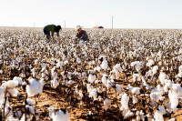 patagonia_cotton